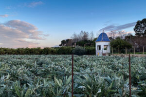 Artichokes, Godella