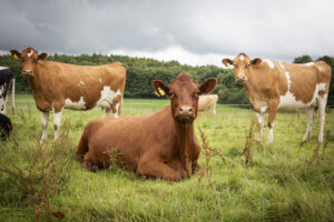 Guernsey Cows